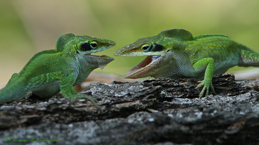 Anole confrontation at the Edith L. Moore Nature Sanctuary, West Houston