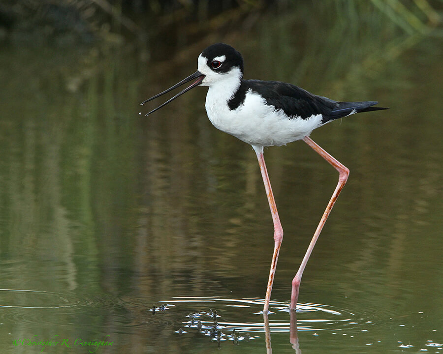 Black-necked Stilt in Late Summer at Anahuac National Wildlife Refuge, Texas