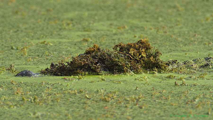 A camouflaged alligator patrols Elm Lake, Brazos Bend State Park, Texas