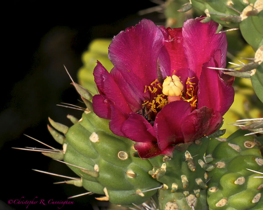 Cholla flower at Cave Creek Canyon, Arizona.