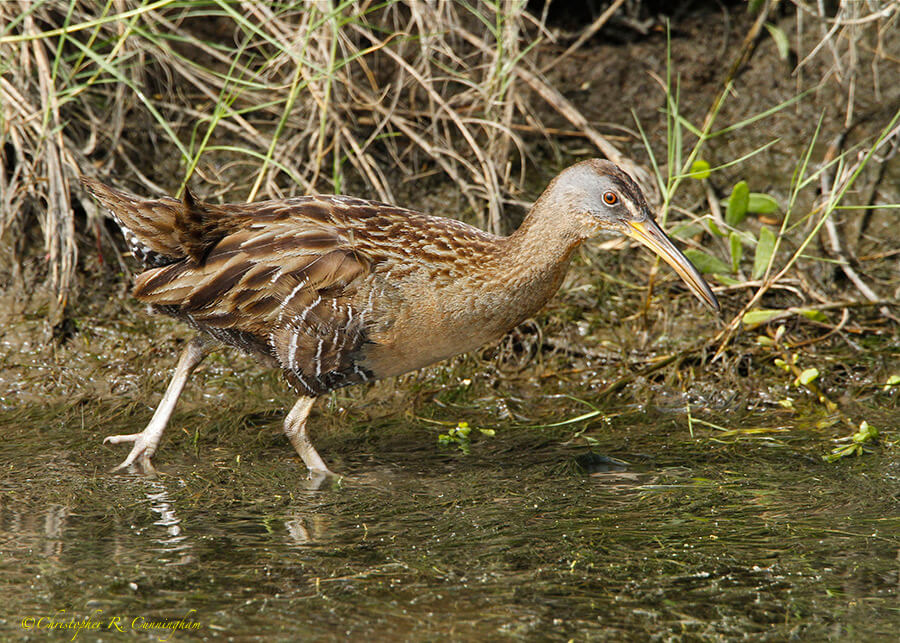 Clapper Rail at McFaddin National Wildlife Refuge, Texas