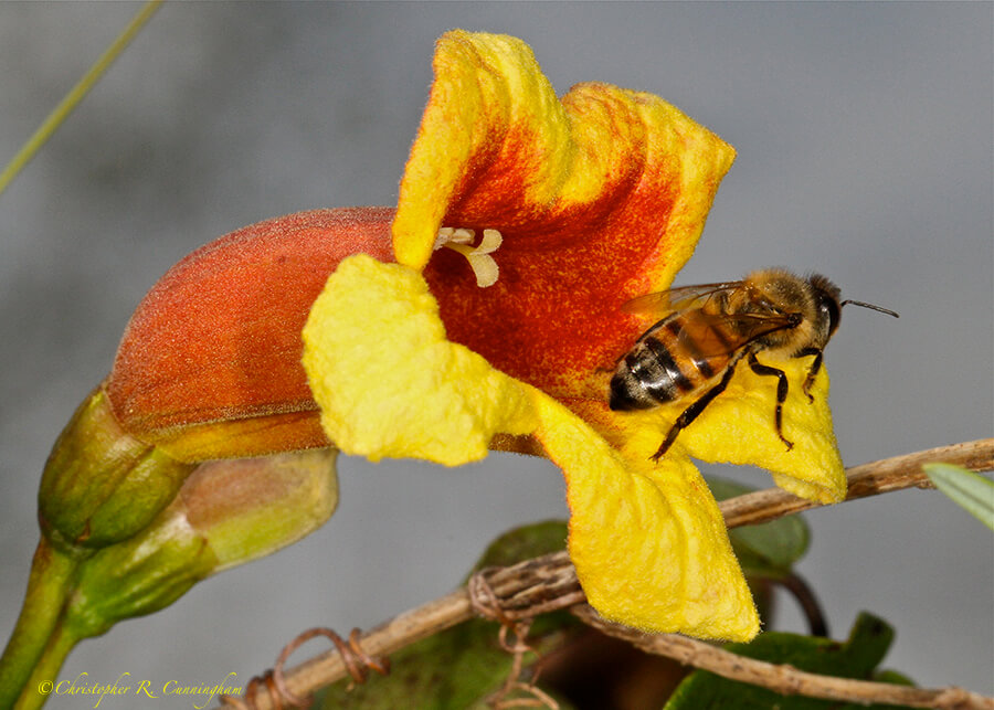 Cross Vine with Bee, Houston, Texas