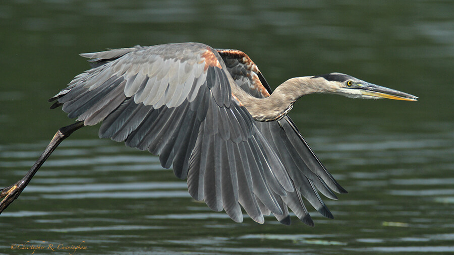 Great Blue Heron in Flight