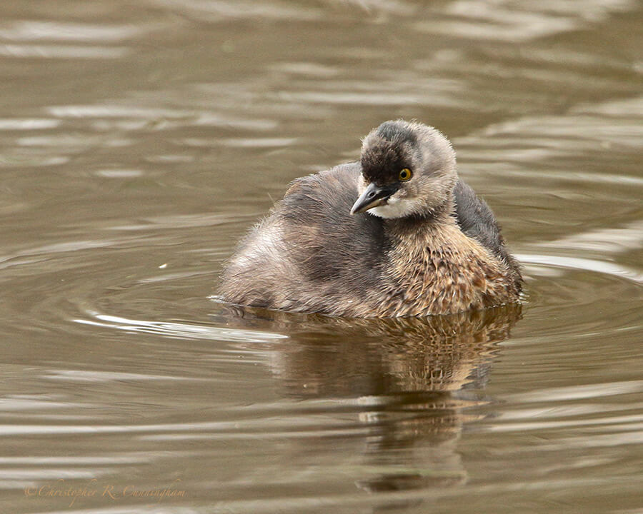 Least Grebe at Santa Ana National Wildlife Refuge, Texas