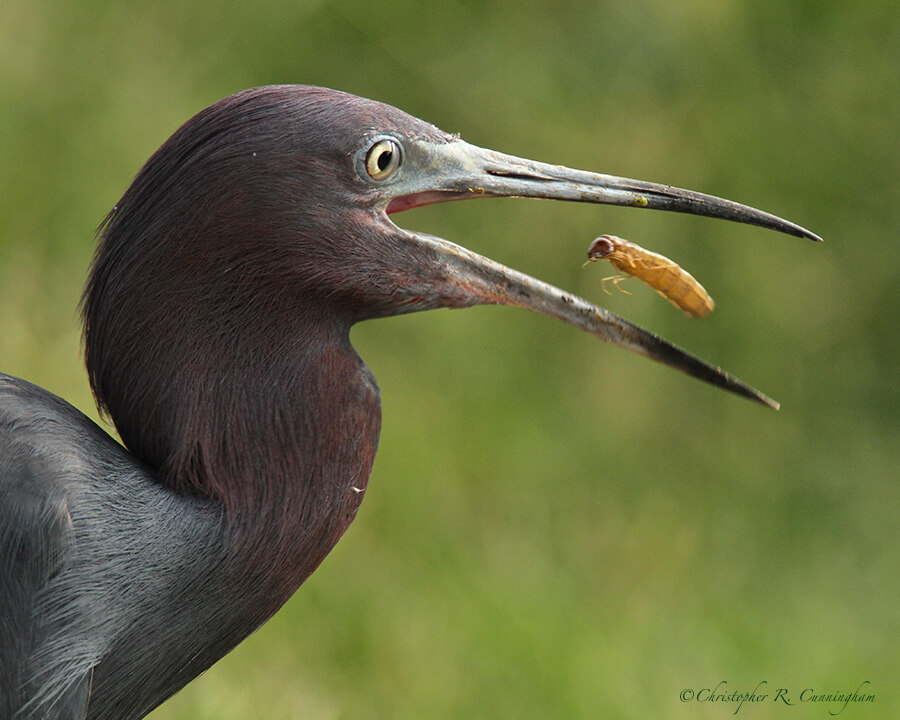 Little Blue Heron with Water Tiger (Aquatic Beetle Larva) at Pilant Lake, Brazos Bend State Parak, Texas