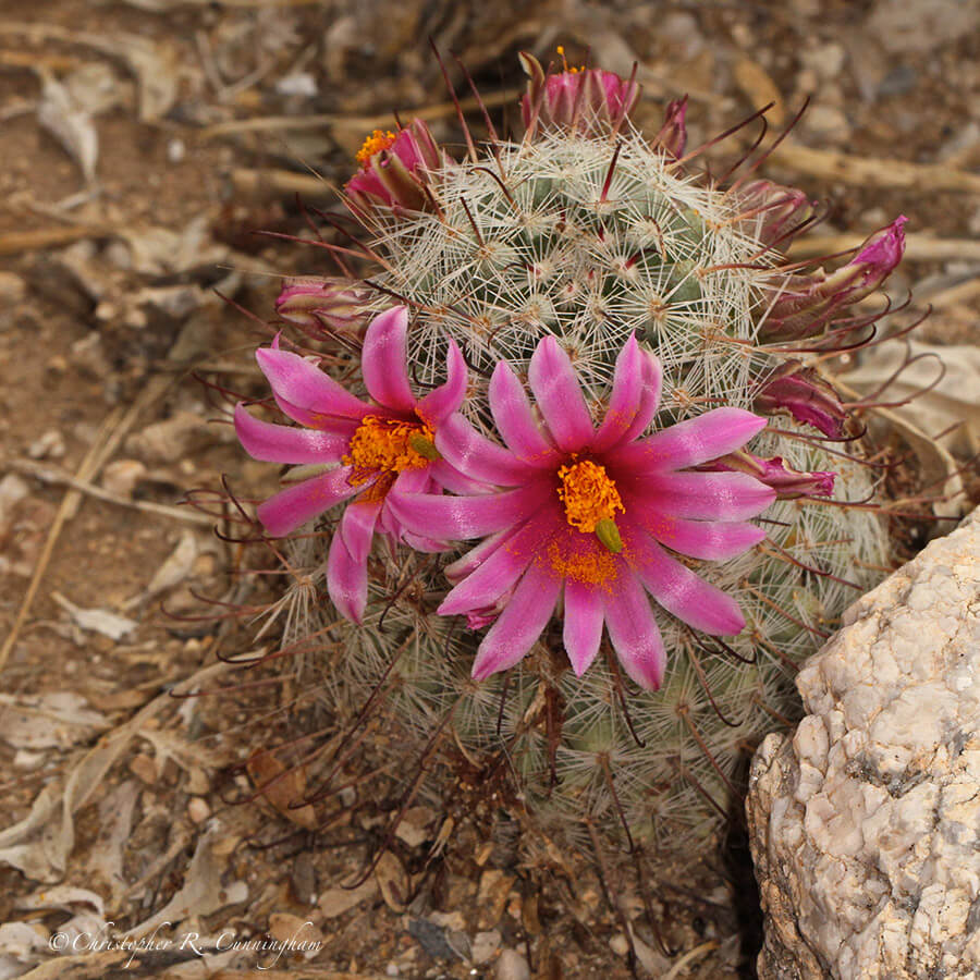 Mammillaria grahamii at Saguaro National Park, Arizona.