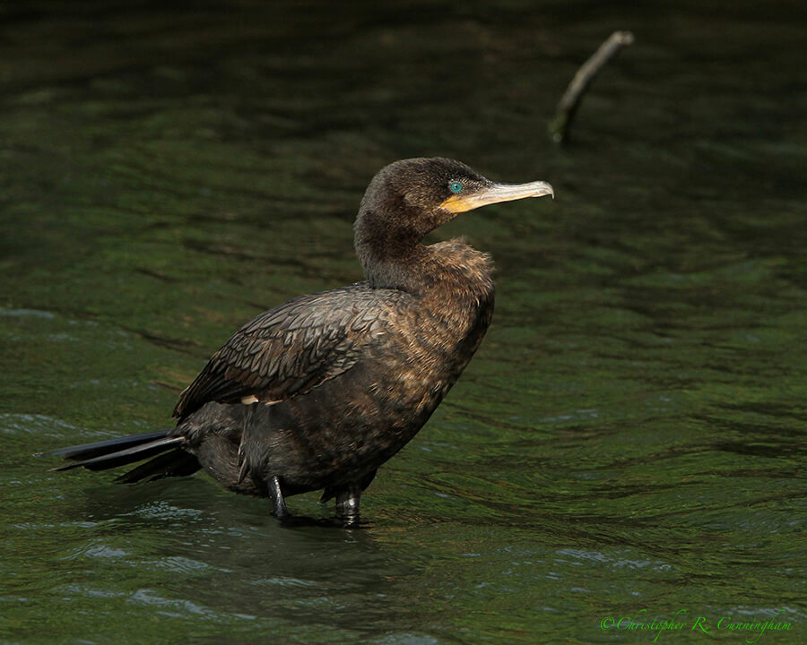 Neotropic Cormorant at the Hans and Pat Suter City Nature Park in Corpus Christi, Texas