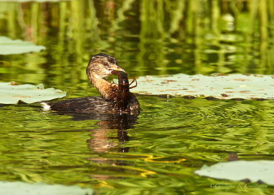 Pied-billed Grebe with Red Swamp Crawfish at Elm Lake, Brazos Bend State Park, Texas