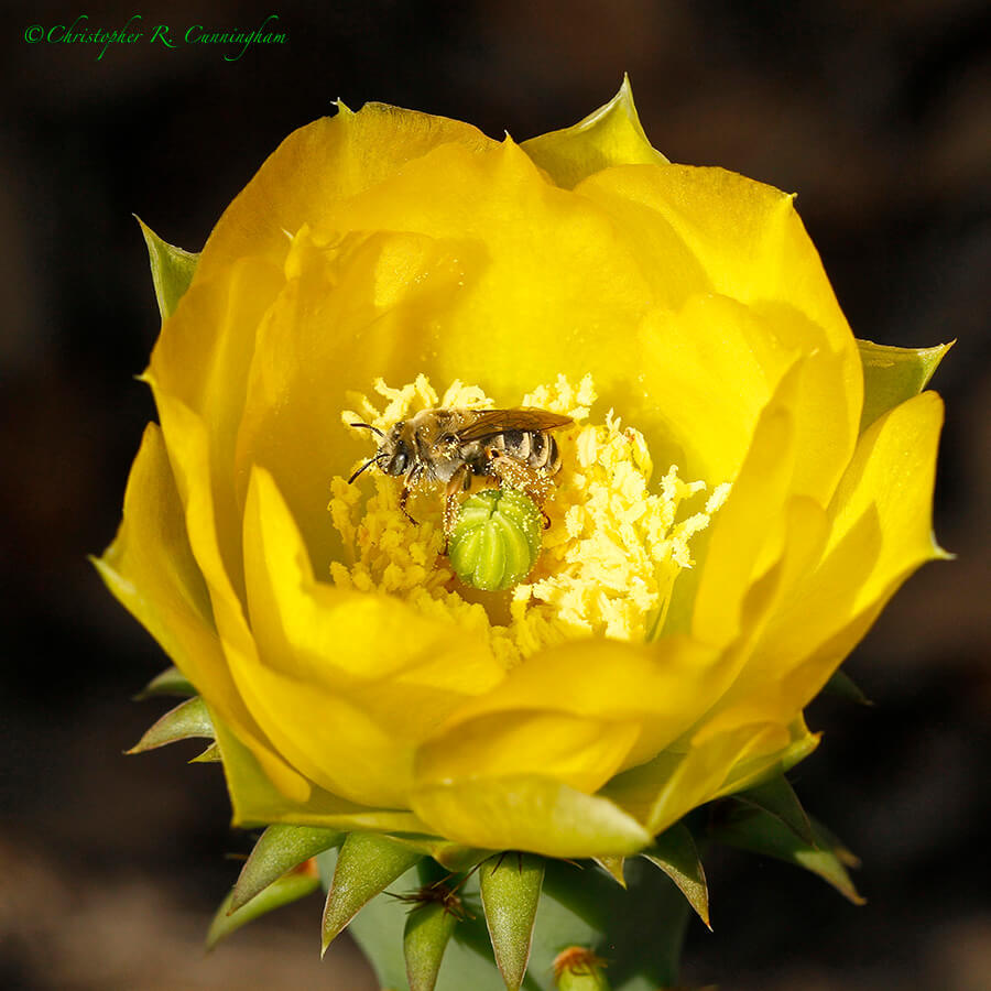Prickly Pear flower with bee at Balcones