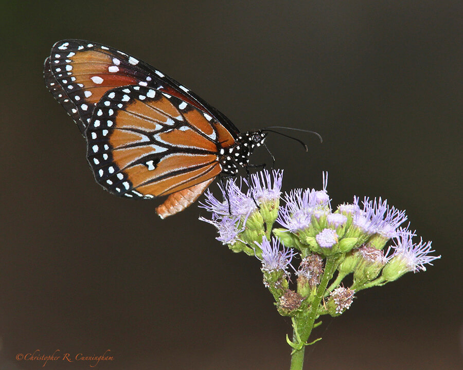 Queen Butterfly on Gregg's Mistflower at Casa Santa Ana, Rio Grande Valley, Texas