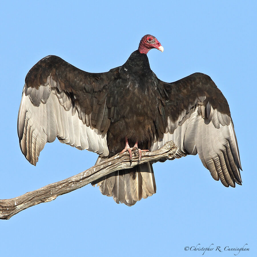 A Turkey Vulture at Brazos Bend State Park, Texas, in Fall.