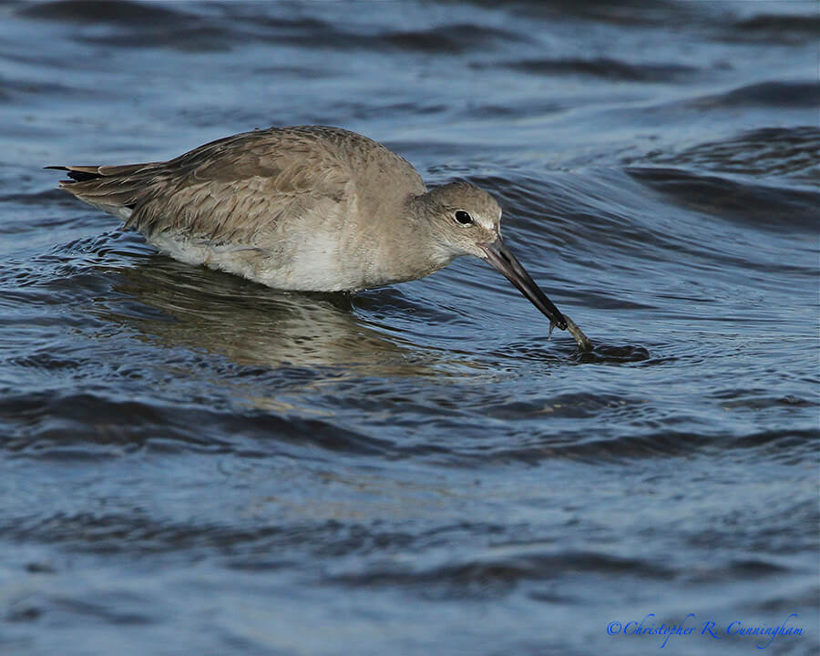 Willet with Shrimp, East Beach, Galveston Island, Texas