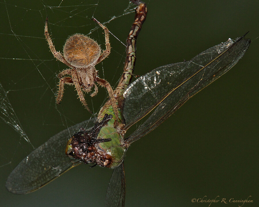 Barn Spider with Green Darner, near Pilant Lake, Brazos Bend State Park, Texas.