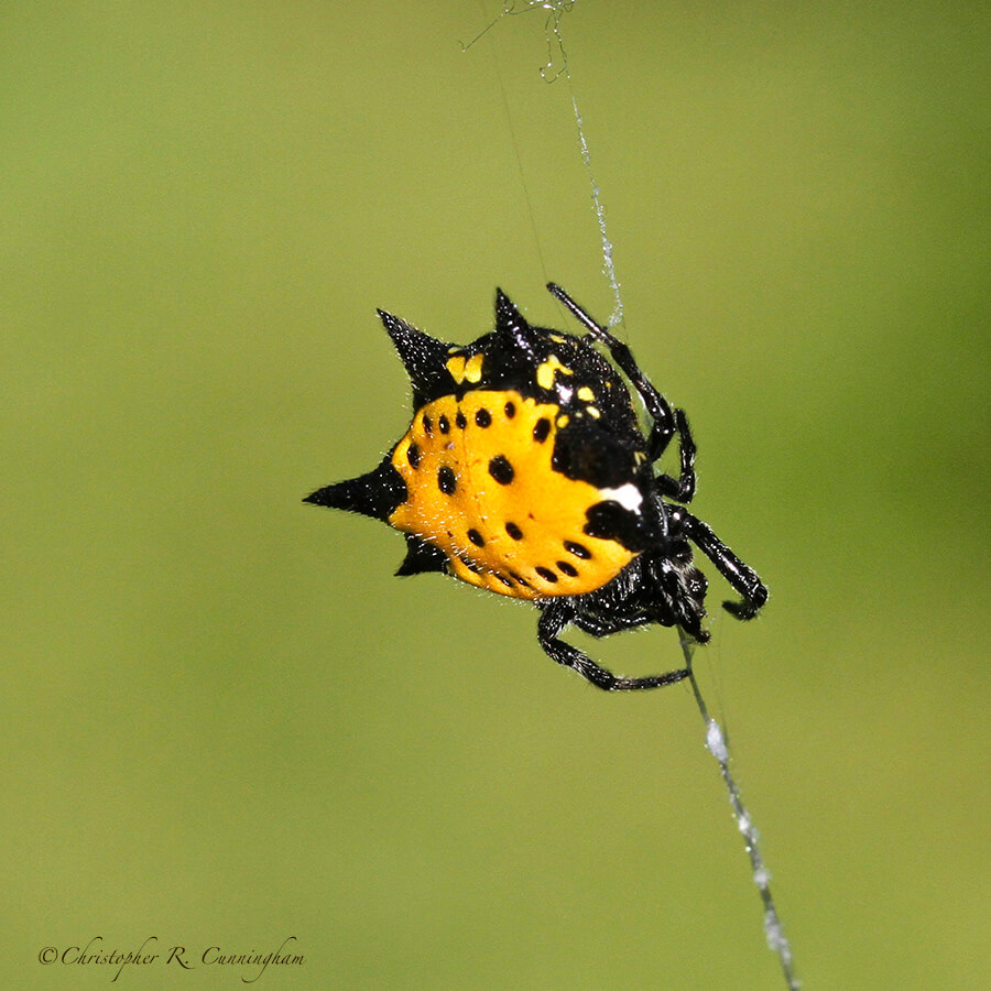 Gastracantha cancriformis (spiny-backed orbweaver), Houston, Texas.