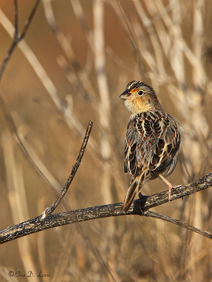 Grasshopper Sparrow