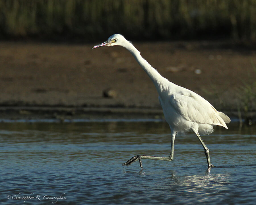 Hunting White Morph Reddish Egret, Bryan Beach, Texas