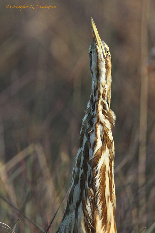 American Bittern at Brazoria National Wildlife Refuge, Texas