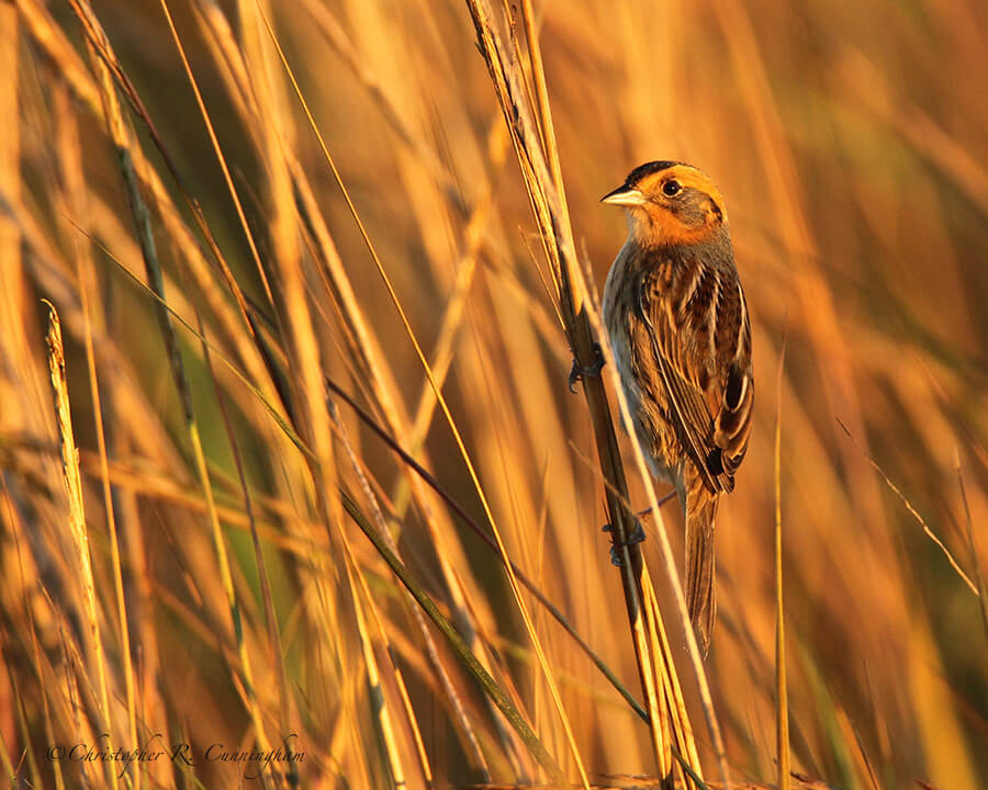 Nelson's Sharp-tailed Sparrow, Frenchtown Road, Bolivar Peninsula, Texas