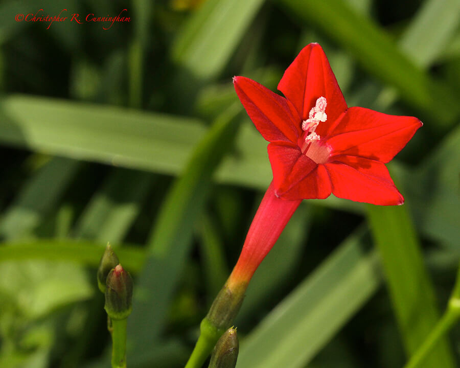 Ipomoea quamoclit (hummingbird vine), Houston, Texas