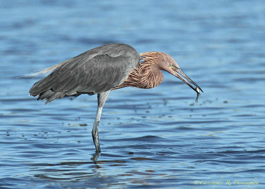 Reddish Egret with Fish, East Beach, Galveston Island, Texas