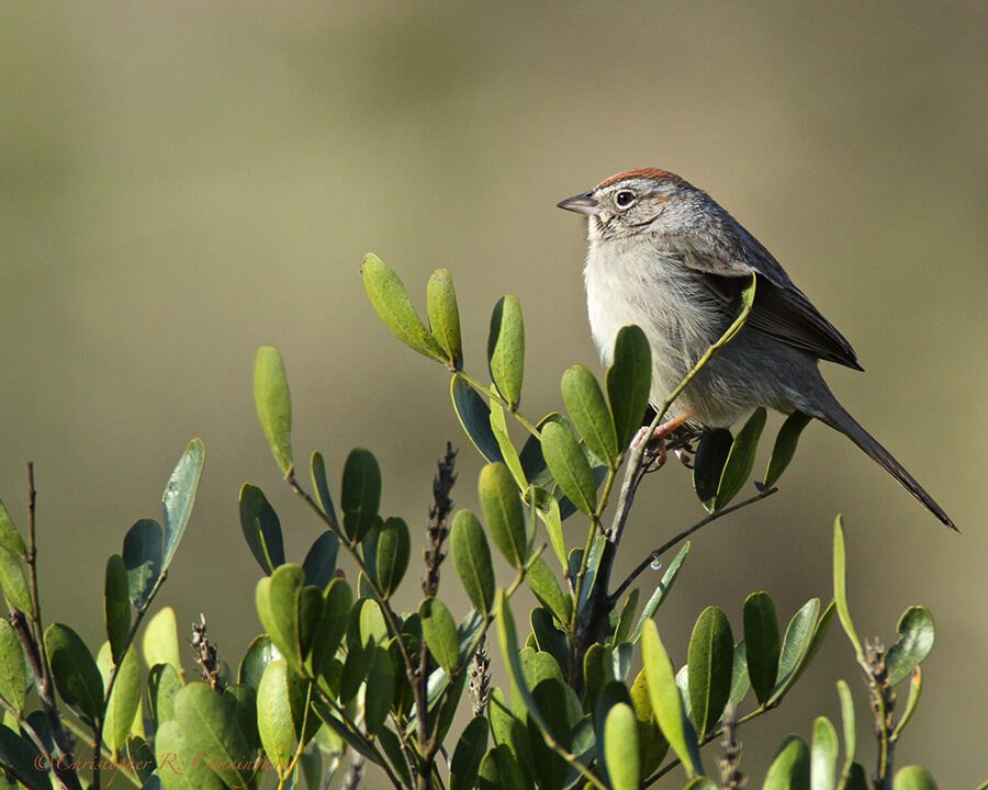 Rufous-crowned Sparrow, Lost Maples State Natural Area, Texas