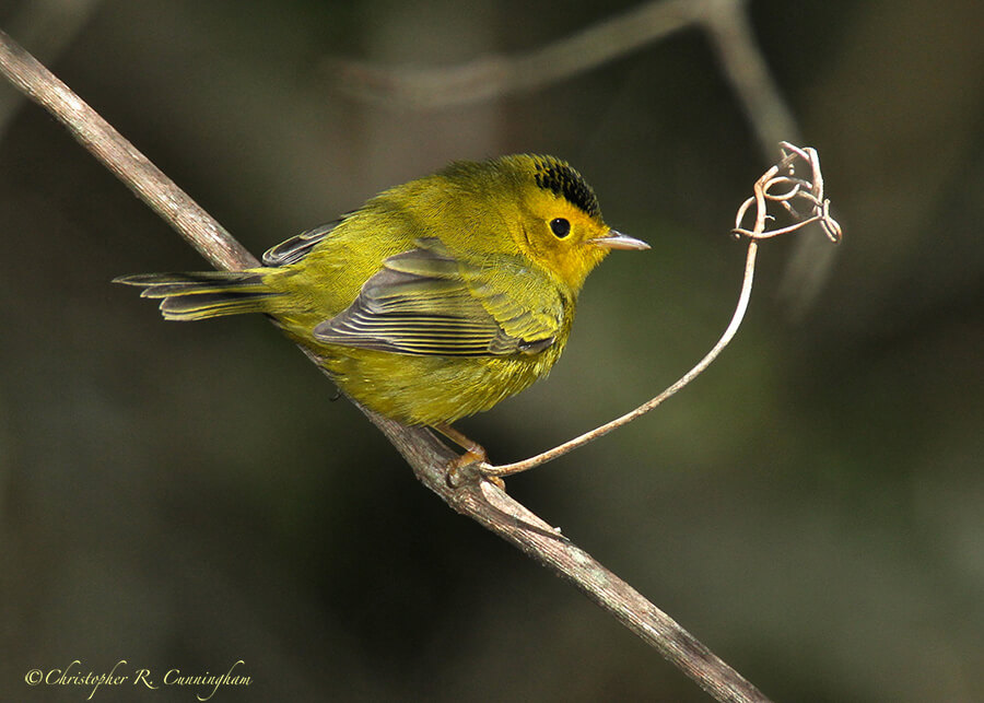 Wilson's Warbler at Lafitte's Cove, Galveson Island, Texas