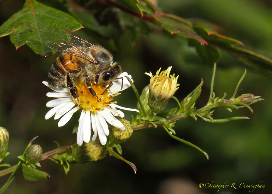 Bee on Aster, near Pilant Lake, Brazos Bend State Park, Texas