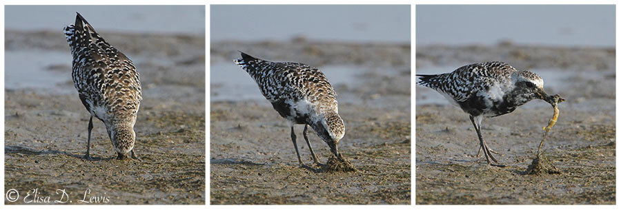 Three image series of a Black-bellied Plover pulling a ghost crab out of its burrow in a mudflat.