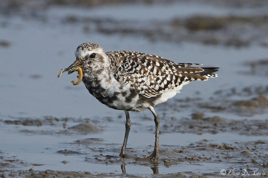 Black-bellied Plover with ghost shrimp