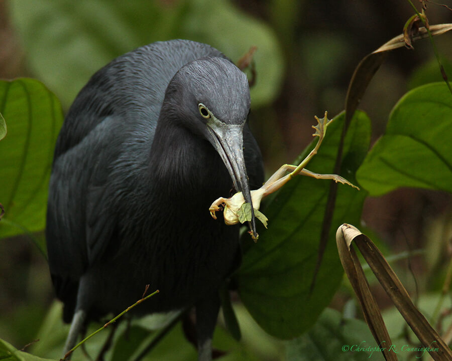 Little Blue Heron with Green Tree Frog, Pilant Lake, Brazos Bend State Park, Texas