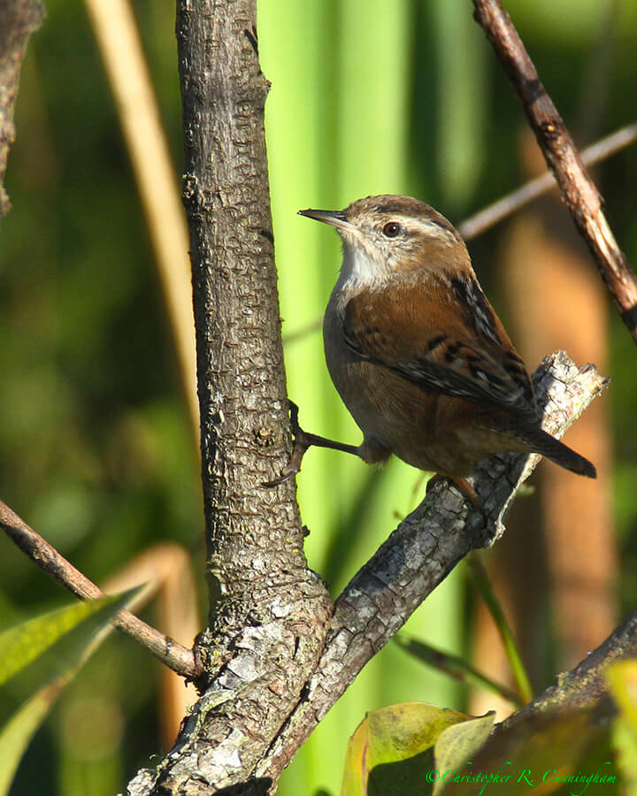 Marsh Wren, Pilant Lake, Brazos Bend State Park, Texas