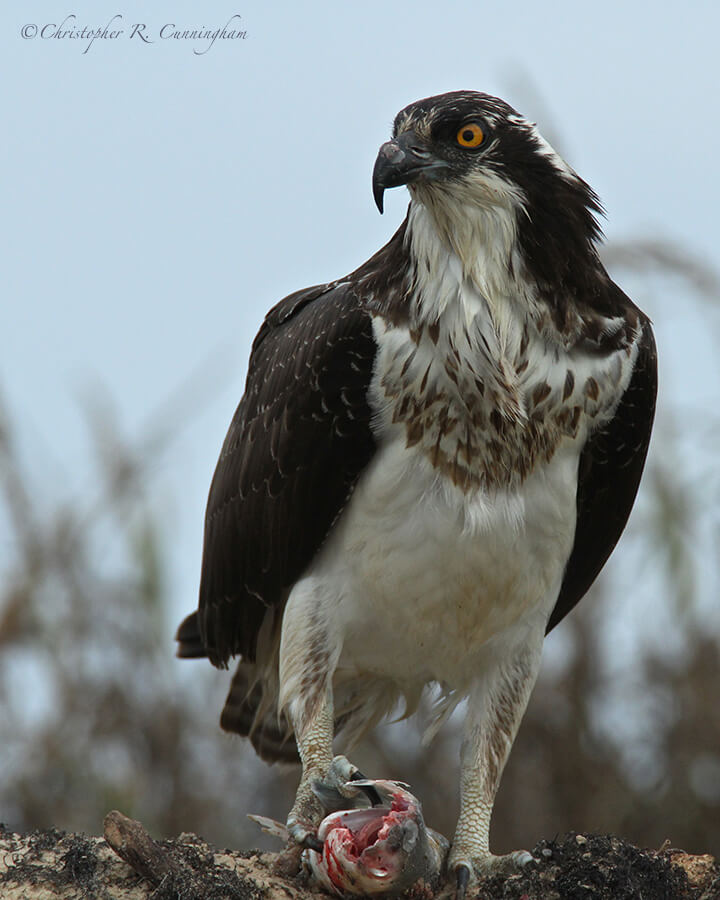 Osprey with Fish, Bryan Beach, Texas.