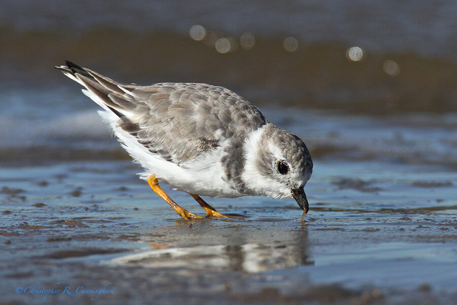 Piping Plover with worm, Bryan Beach, Texas