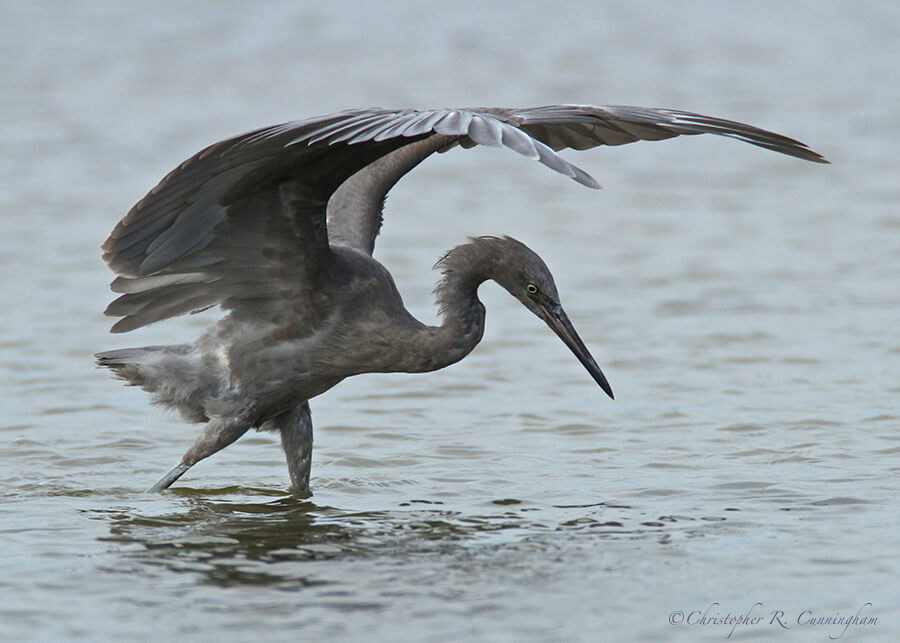 Canopy-fishing Reddish Egret, lagoon near Bryan Beach, Texas