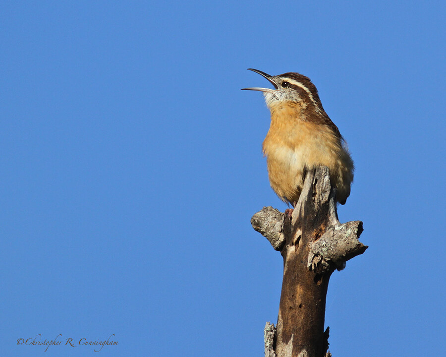 Singing Carolina Wren, Pilant Lake, Brazos Bend State Park, Texas