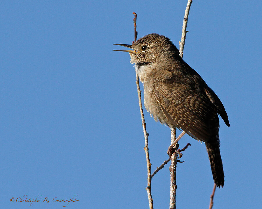 Singing House Wren, Moose, Wyoming