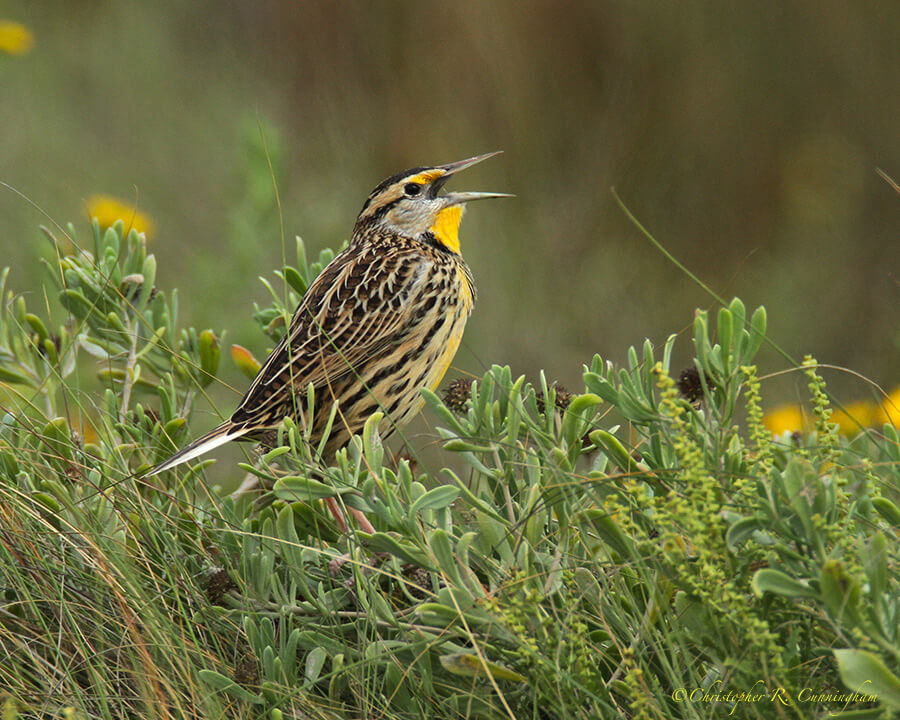 Singing Male Eastern Meadowlark, lagoon near Bryan Beach, Texas