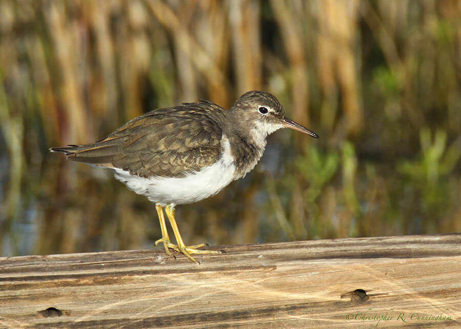 Spotted Sandpiper in nonbreeding plumage, Frenchtown Road, Bolivar Peninsula, Texas