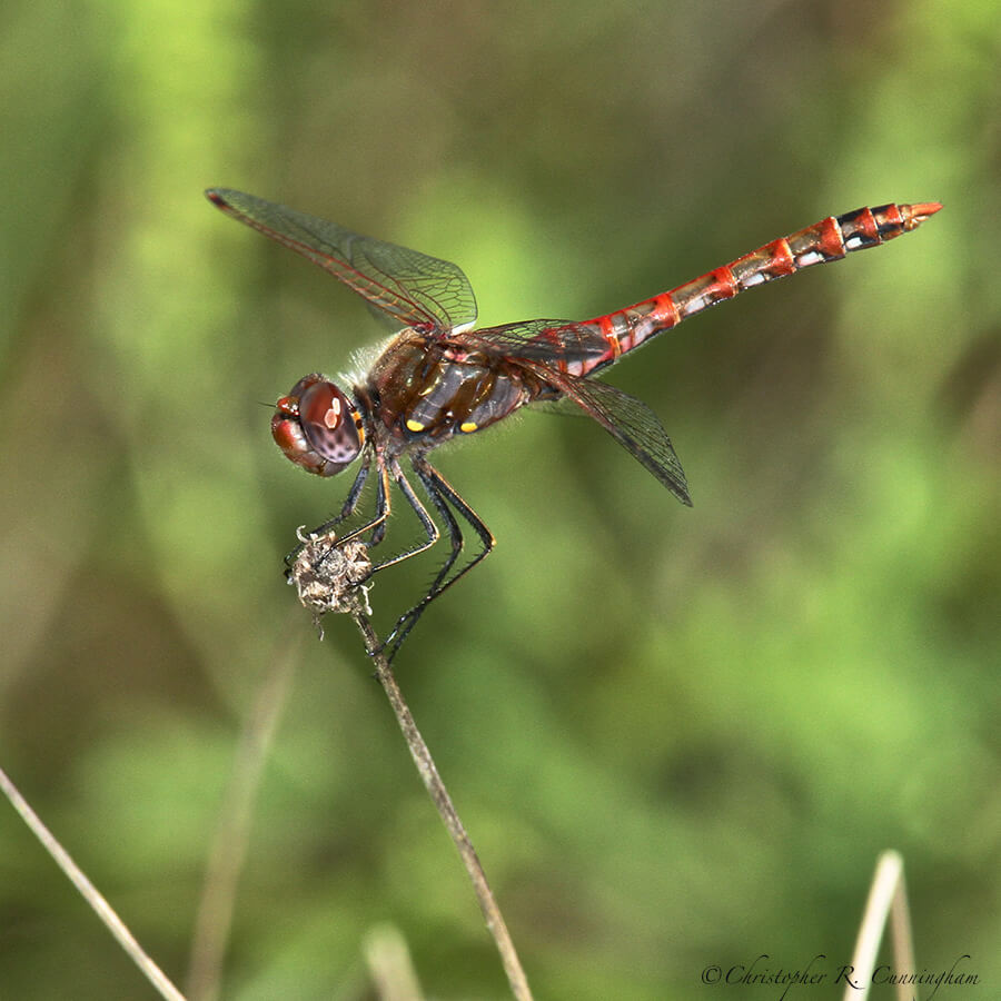 Variegated Meadowhawk, Lafitte's Cove, Galveston Island, Texas