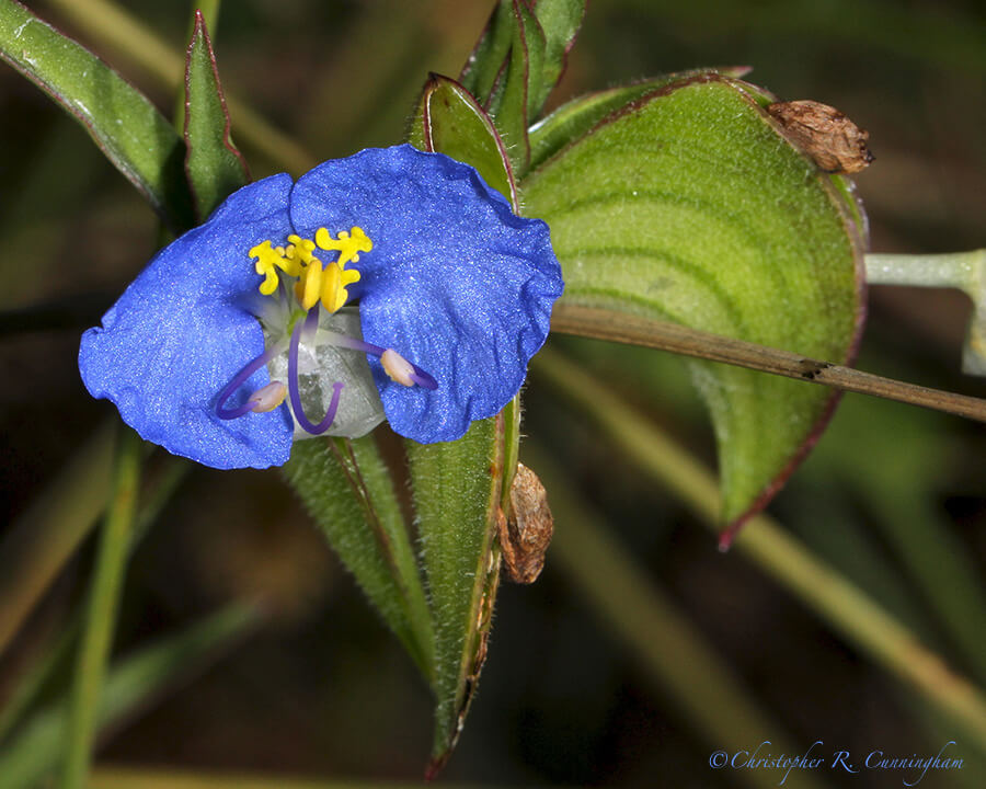 Widow's tears, Lafitte's Cove, Galveston Island, Texas