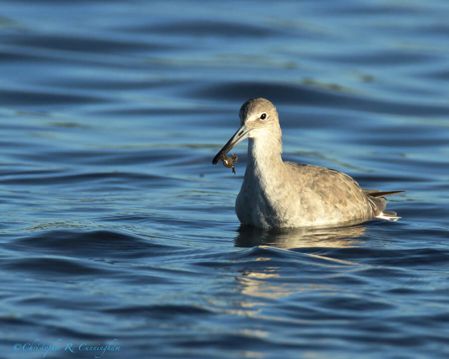 Willet with Crab, Frenchtown Road, Bolivar Peninsula, Texas