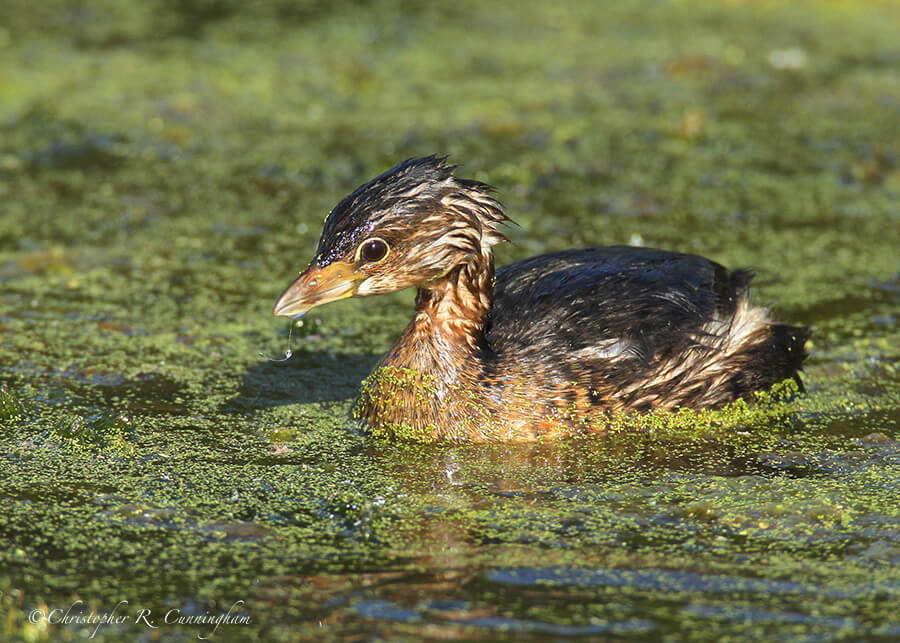 Young Pied-billed Grebe, Elm Lake, Brazos Bend State Park, Texas