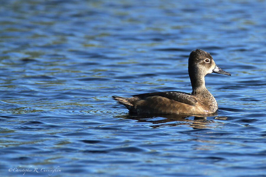 Young female Ring-billed Duck, east pond, Lafitte's Cove, Galveston Island, Texas