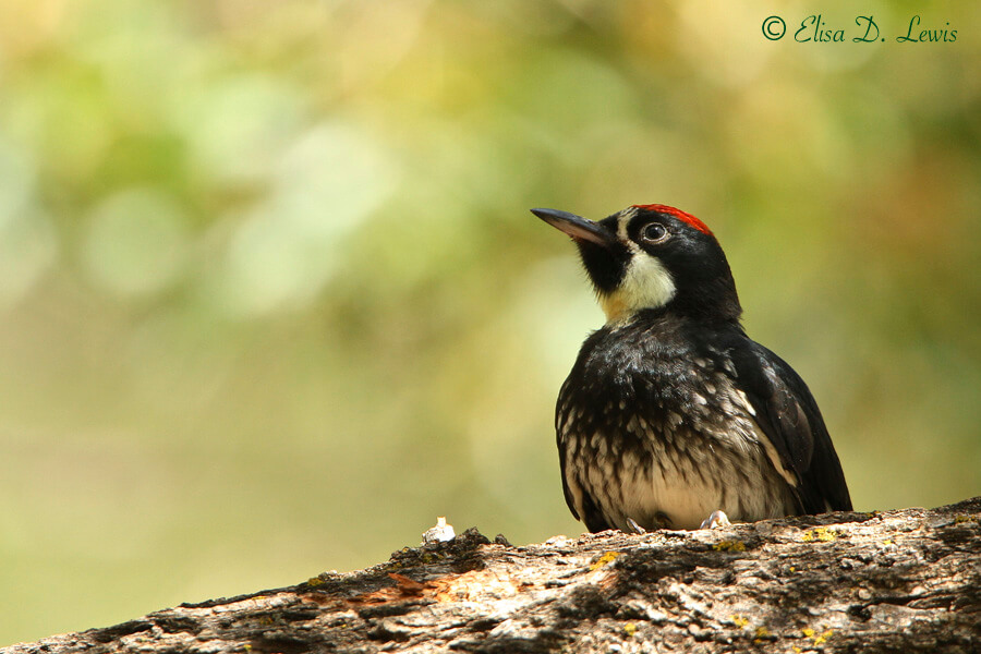 A juvenile Acorn Woodpecker rests on an oak tree limb.