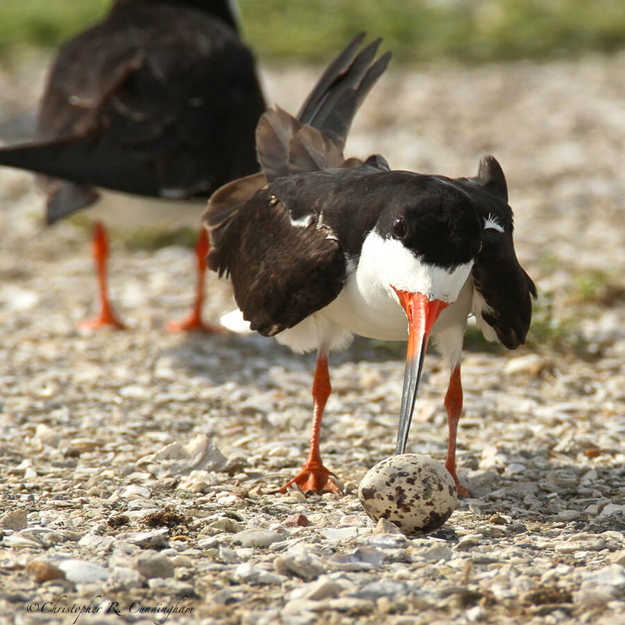 A Black Skimmer Rolls an Egg, Freeport, Texas