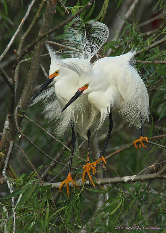 Snowy Egret Pair in High Breeding Color, Smith Oaks Rookery, High Island, Texas