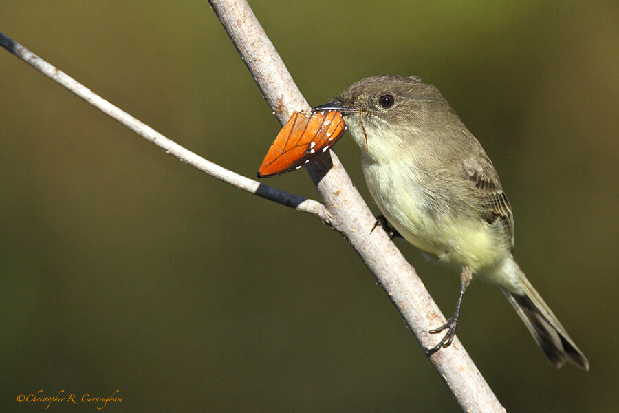 Eastern Phoebe with Queen Butterfly wing, Paradise Pond, Mustang Island, Texas