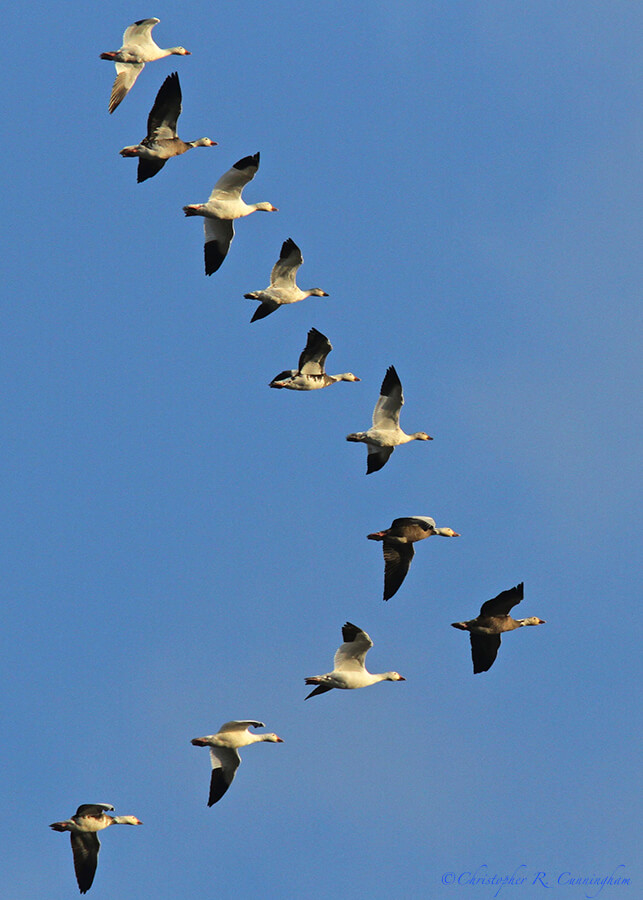 Snow Geese in Formation over Freeport Wetlands, Texas