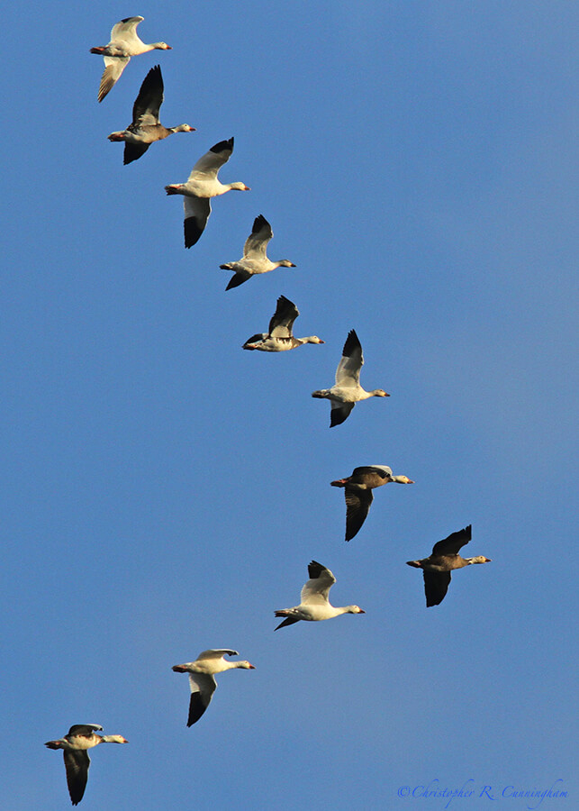 Snow Geese in Formation over Freeport Wetlands, Texas