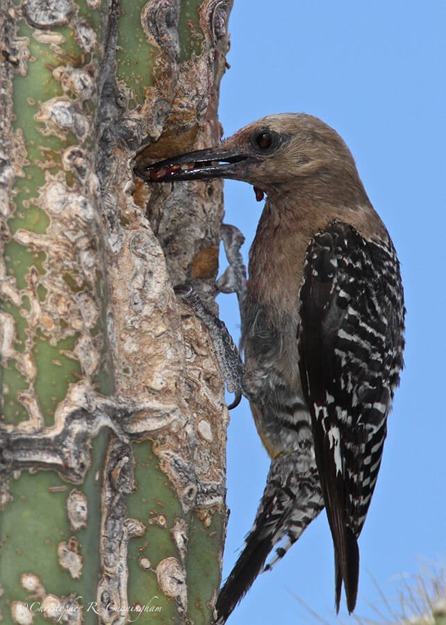 Gila Woodpecker at Nest Hole, Saguaro National Park, Arizona